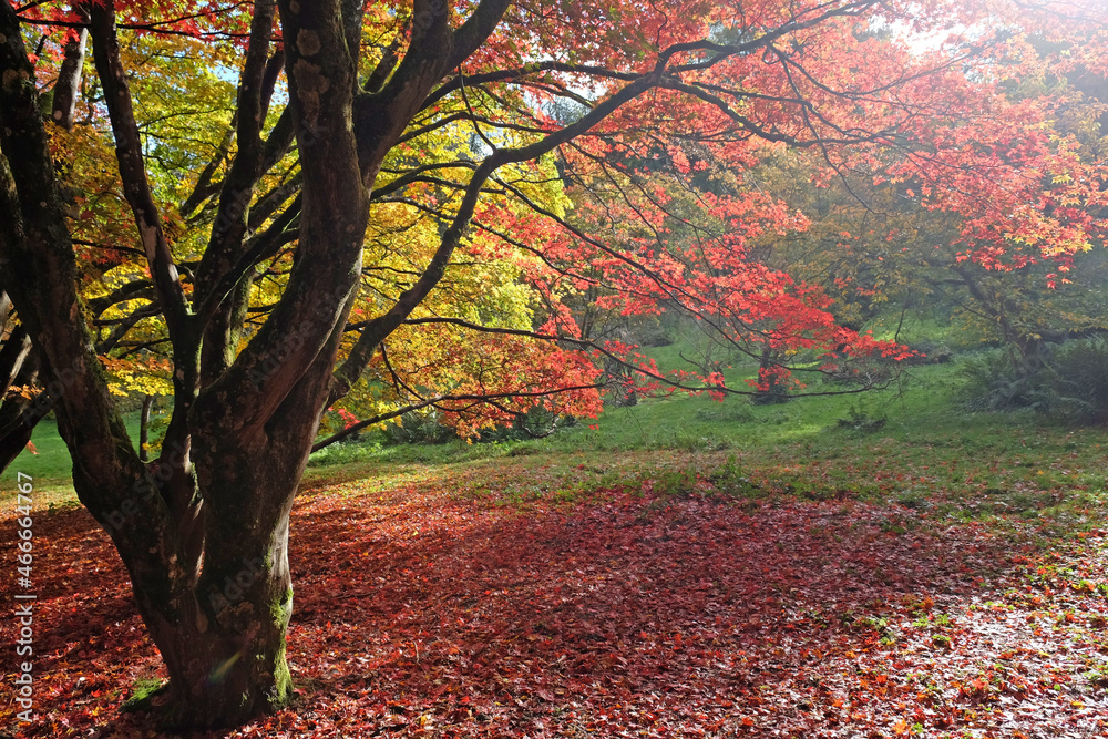 Bright and colourful Japanese maple leaves during the autumn, Bright and colourful Japanese maple leaves during the autumn,