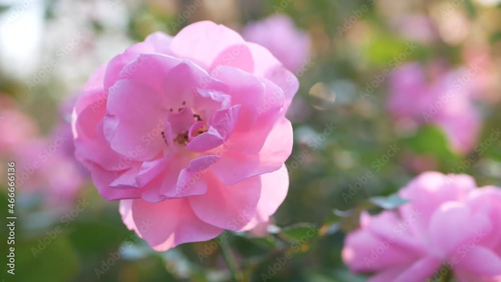 Blooming rose in the city garden. Bright pink flower on a background of green foliage.