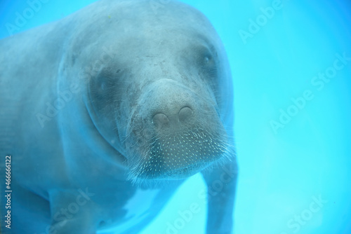 Baby Amazonian manatee or Trichechus inunguis