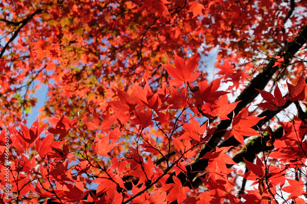Bright and colourful Japanese maple leaves during the autumn, Bright and colourful Japanese maple leaves during the autumn,