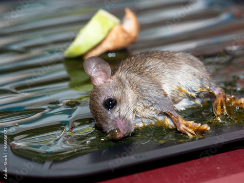 Quadro em tela small rat in glue mouse trap