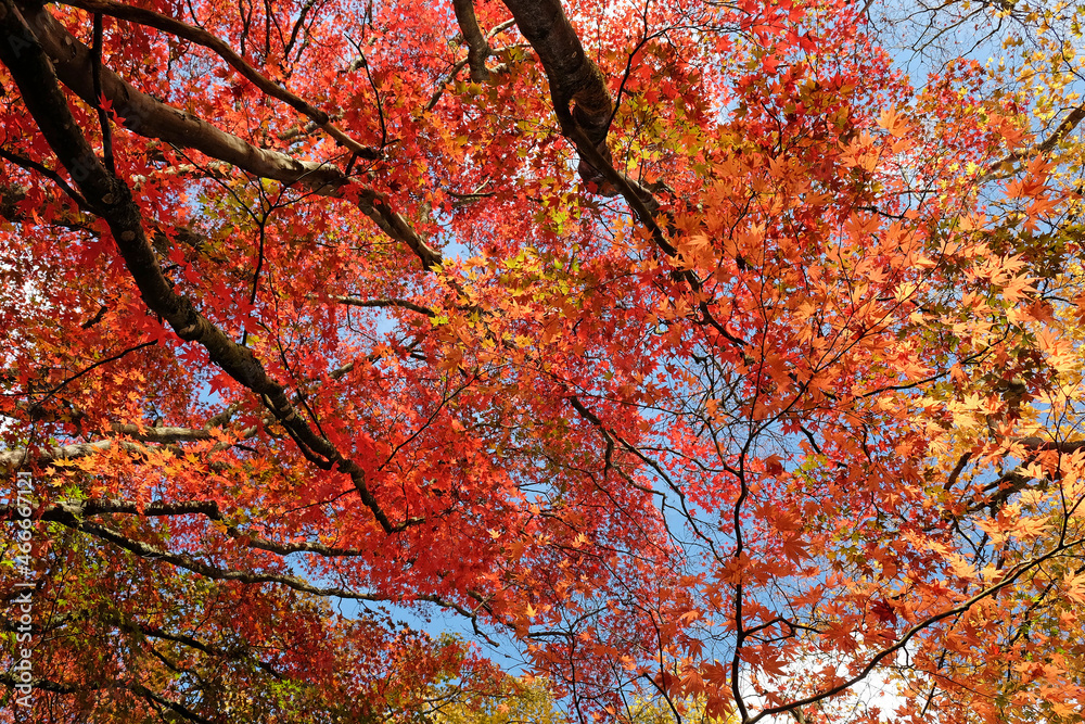 Bright and colourful Japanese maple leaves during the autumn, Bright and colourful Japanese maple leaves during the autumn,
