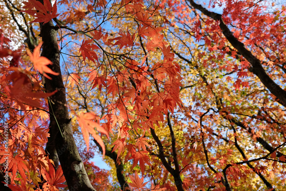 Bright and colourful Japanese maple leaves during the autumn, Bright and colourful Japanese maple leaves during the autumn,