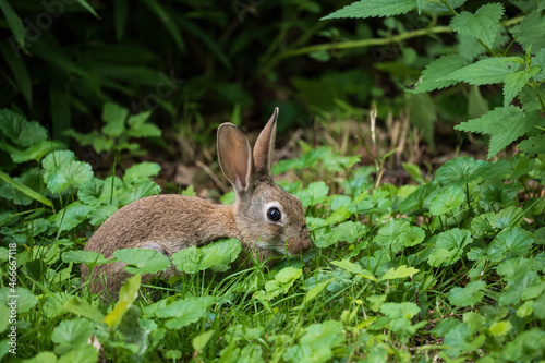 Rabbit Yuvenile © Artur Bogacki