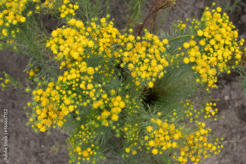 Goldilocks Aster Galatella Linosyris Yellow Flowers