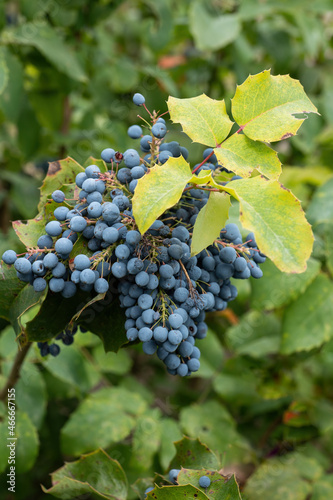 Oregon Grape Mahonia Aquifolium Fruits photo