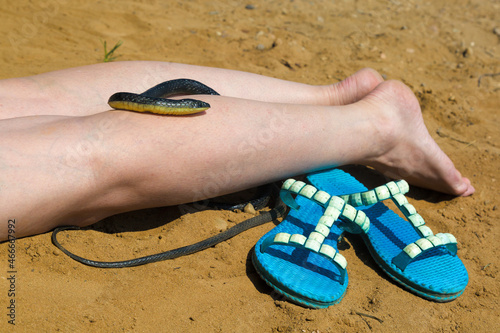 black poisonous snake crawled on leg of a woman sunbathing on the beach.