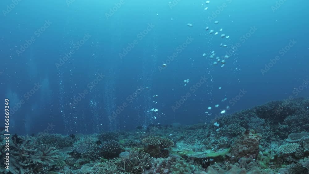 Streams of bubbles rising to the surface from a deep coral reef on the ocean floor. Underwater view Streams of bubbles rising to the surface from a deep coral reef on the ocean floor. Underwater view