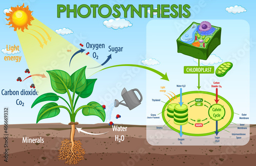 Diagram showing process of photosynthesis in plant