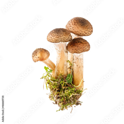 Autumn young edible forest honey agaric fungus (lat. Armillaria mellea) closeup isolated on white
