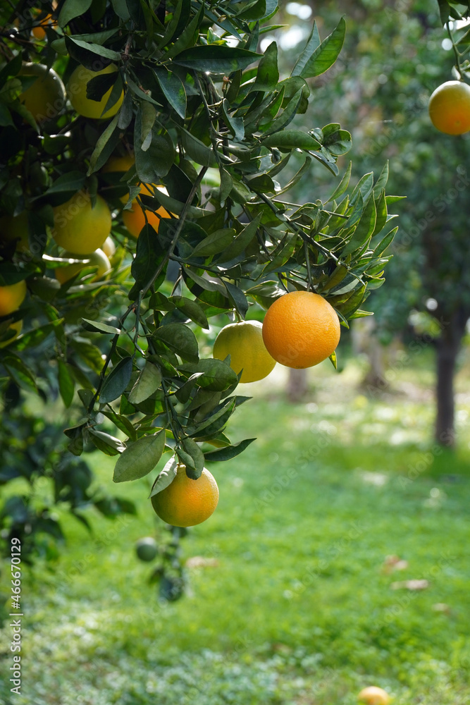 orange tree in the garden 