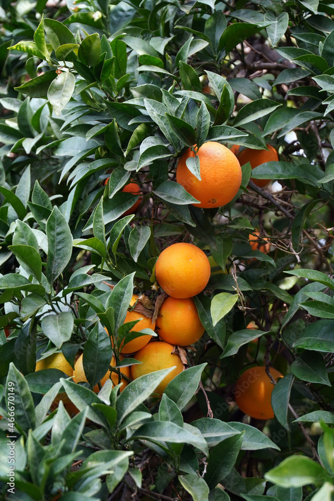 orange tree in the garden 
