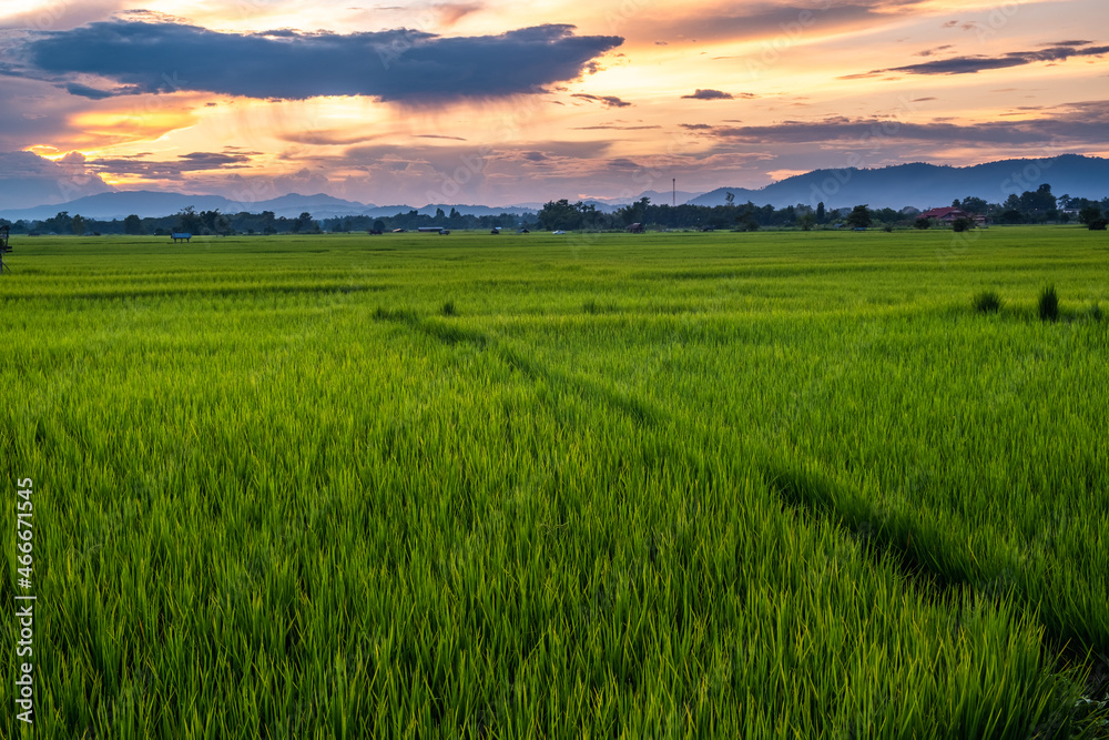 The rice was growing at sunset and there was a beautiful blue sky. The rice was growing at sunset and there was a beautiful blue sky.