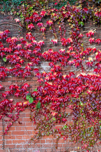 Elegant Virginia Creeper Vine - hardy plant growing on brick a wall © Nishi Sharma