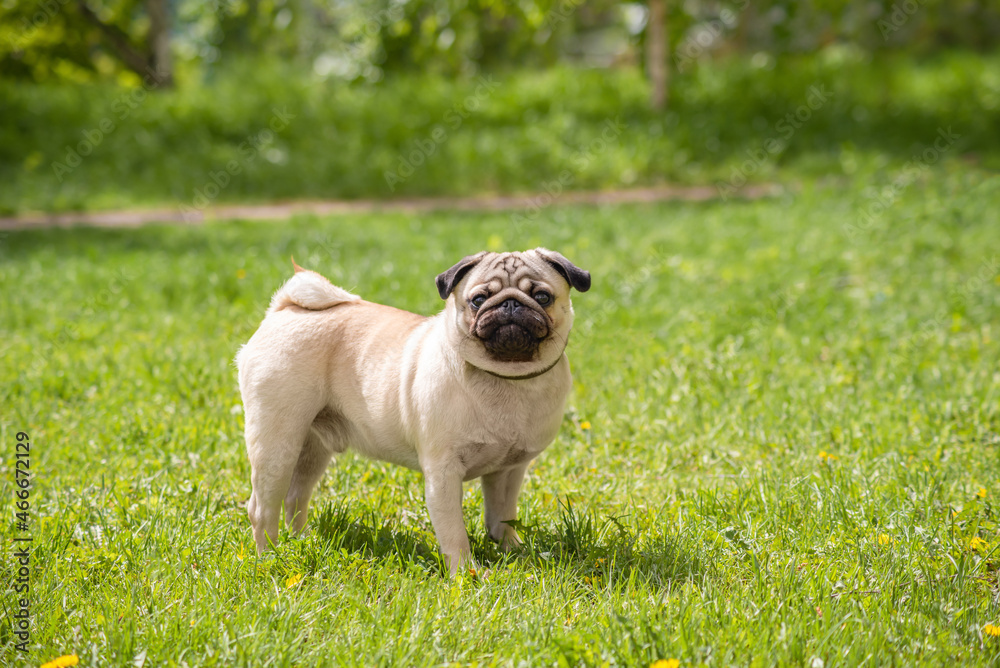Obraz premium a small beige pug stands on a green summer meadow with a smile during a walk. A pet looks into the camera with a funny face