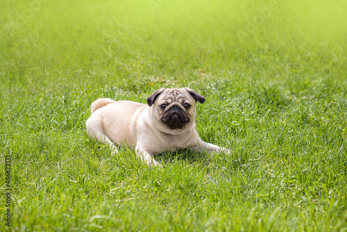 a small beige pug lies on a green summer meadow during a walk. A pet looks into the camera with a funny face
