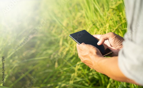 farmer using mobile checking report of ear rice  in farm with copy space.