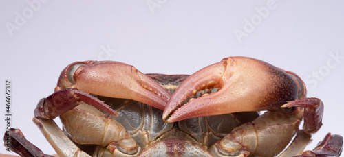 Close-up Claws of freshwater crab species in Thailand.