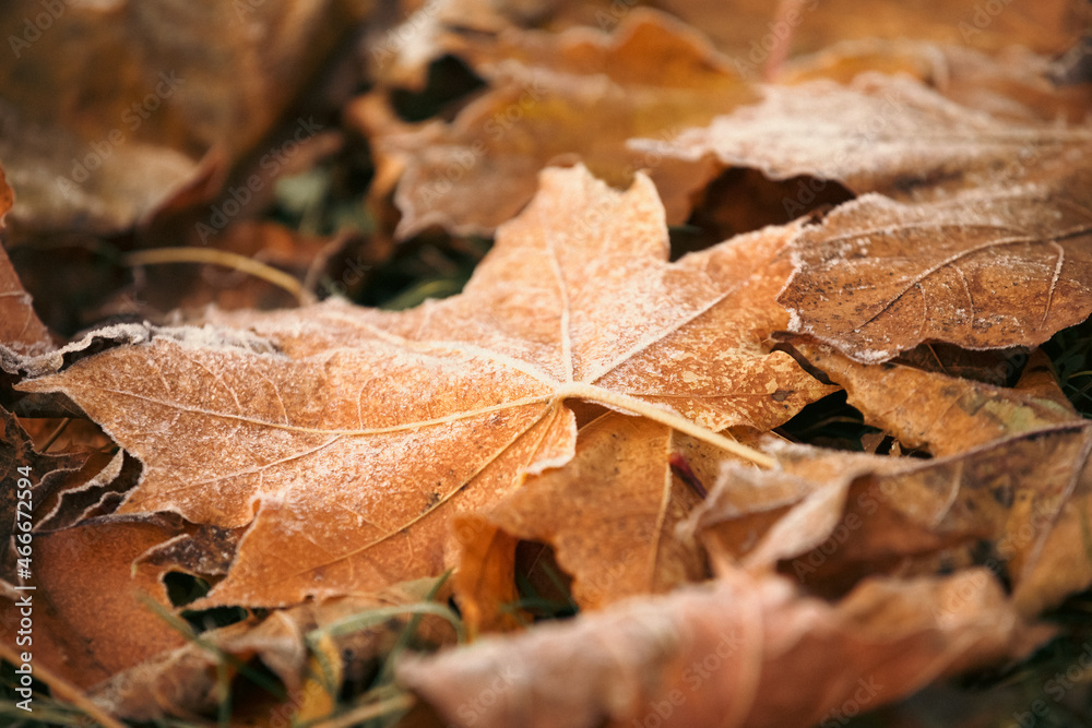 autumn frost leaves on the ground autumn frost leaves on the ground