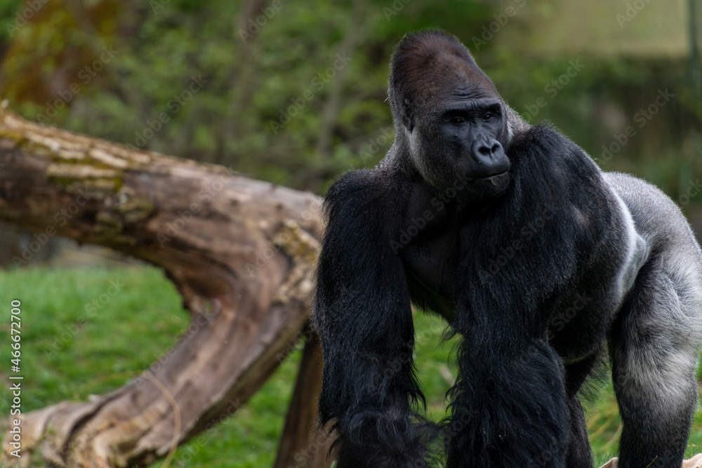 Gorilla Mann Zoo Schmieding Austria Gorilla Mann Zoo Schmieding Austria