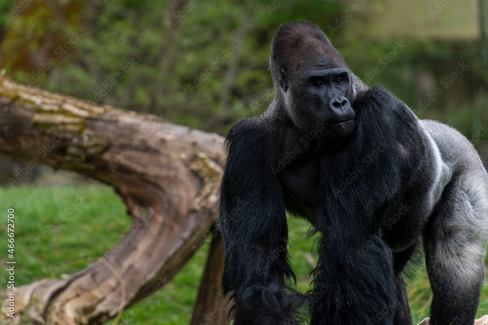 Gorilla Mann Zoo Schmieding Austria