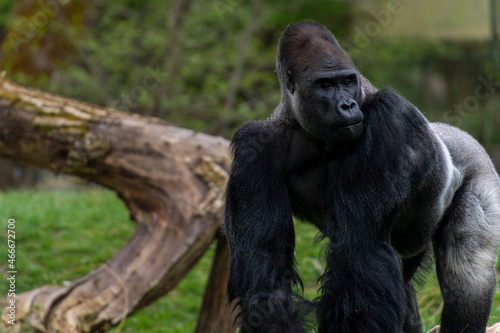 Gorilla Mann Zoo Schmieding Austria