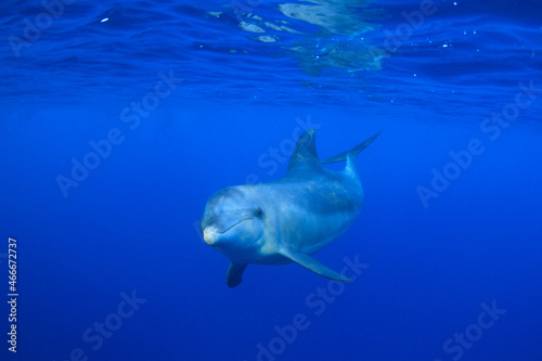 Delfín  en libertad  © Graficamente