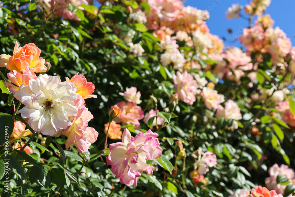 orange climbing roses