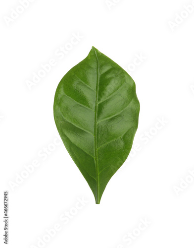 Leaf of coffee plant isolated on white