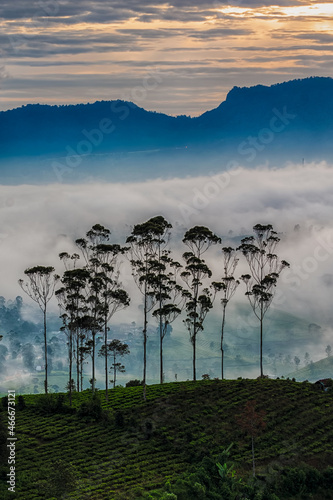 Beautifull view of trees lined above the hills of tea gardens at sunrise and thick fog. photo