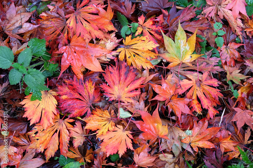 Bright and colourful Japanese maple leaves during the autumn,