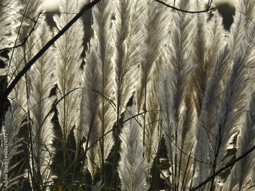 slender pigeon grass, Setaria viridis plant. Knotroot foxtail. photo