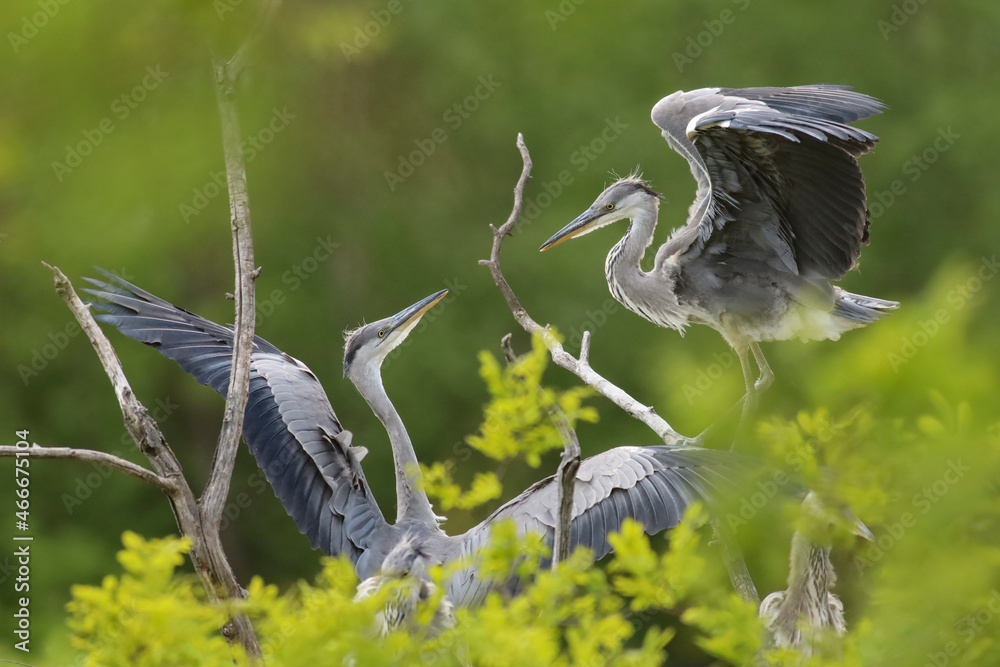 Naklejka premium grey heron