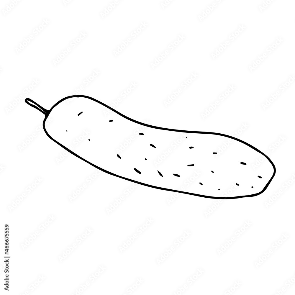 Vector outline illustration of a fresh cucumber isolated on a white background Vector outline illustration of a fresh cucumber isolated on a white background