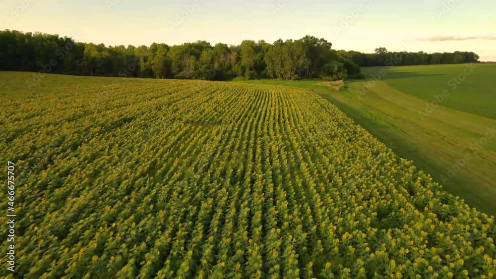 Low fly over a green and yellow sunflower field during sunset Low fly over a green and yellow sunflower field during sunset