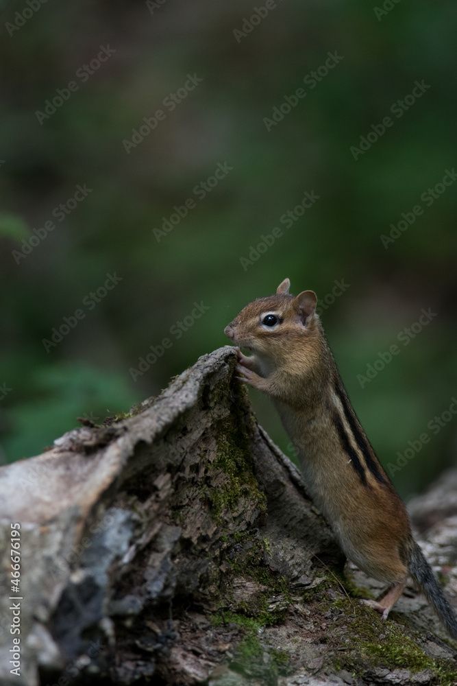 Eastern Chipmunks climbing downed trees Eastern Chipmunks climbing downed trees