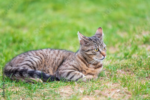 playful striped gray kitty sitting in grass