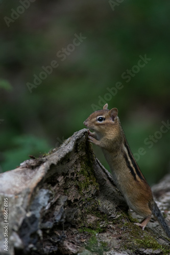 Eastern Chipmunks climbing downed trees © Kyle