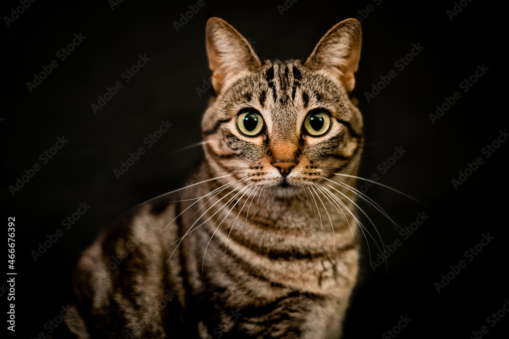 Beautiful European Cat looking ahead on a black background