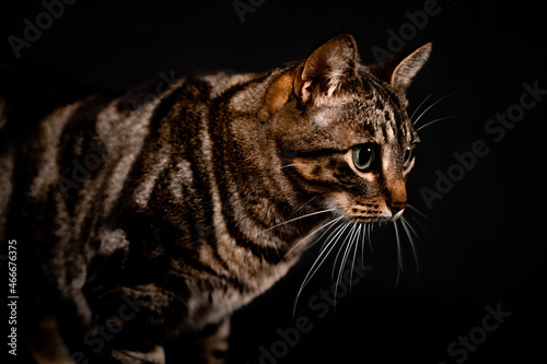 Beautiful European Cat looking down on a black background