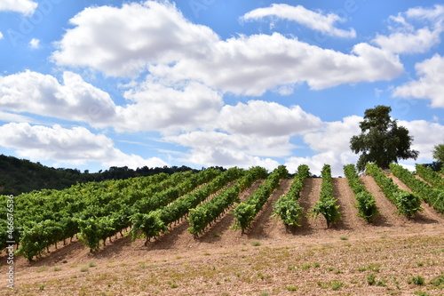 Detail view of the grapes and vineyards of the Rivera del Duero region in Valladolid, Spain.