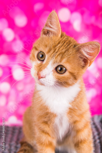 Playful and funny cute red kitten on pink background