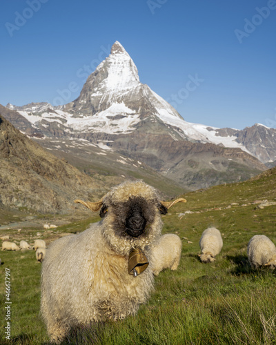 Vászonkép Herd of famous Valais black nose sheep near the Matterhorn mountain