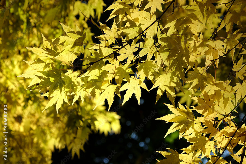 Bright and colourful Japanese maple leaves during the autumn, Bright and colourful Japanese maple leaves during the autumn,