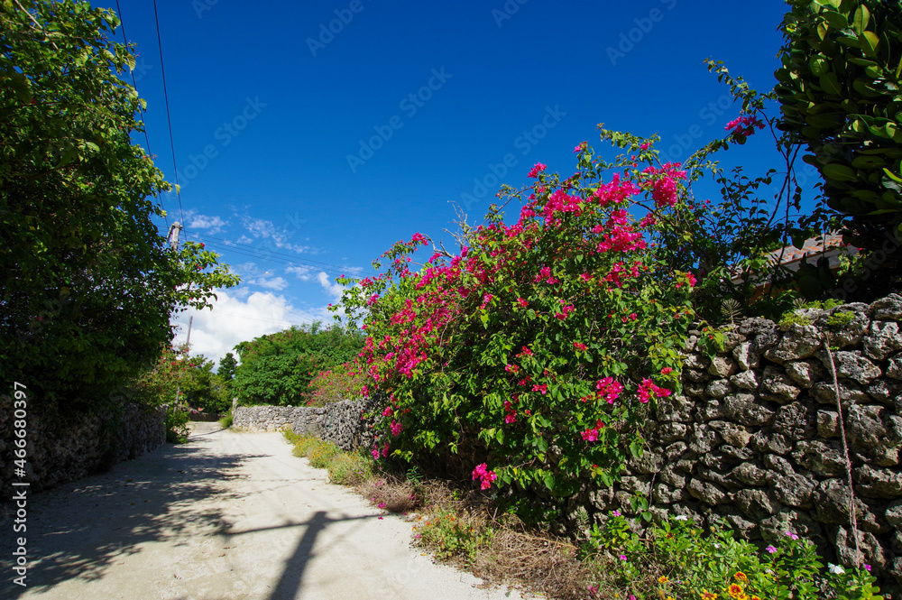 Obraz premium 石灰石の石垣が続く竹富島の住宅地