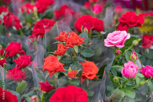 Fototapeta Naklejka Na Ścianę i Meble -  Bundles of red roses ready for sale