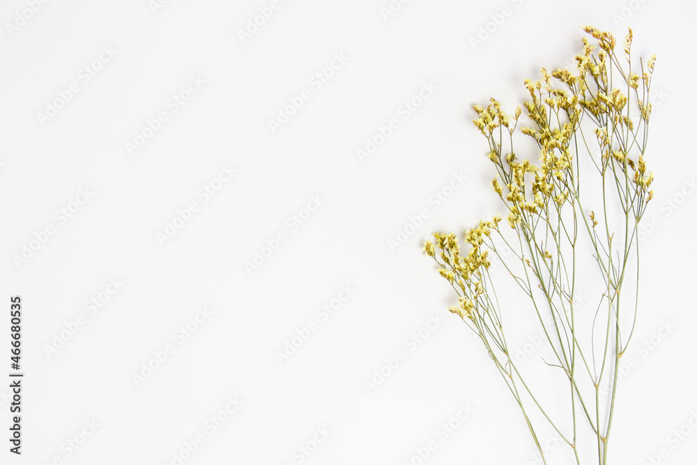 Yellow flowers with copy space over the white background. Yellow flowers with copy space over the white background.