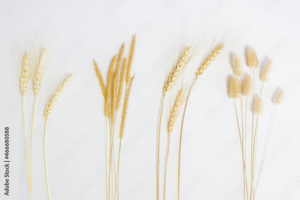 Natural wheat and flowers with white background. Natural wheat and flowers with white background.