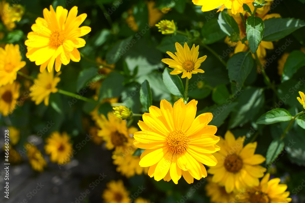 Colorful flowers in the garden on a warm summer day Colorful flowers in the garden on a warm summer day