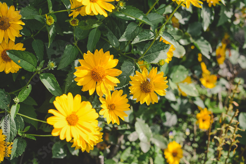 Colorful flowers in the garden on a warm summer day